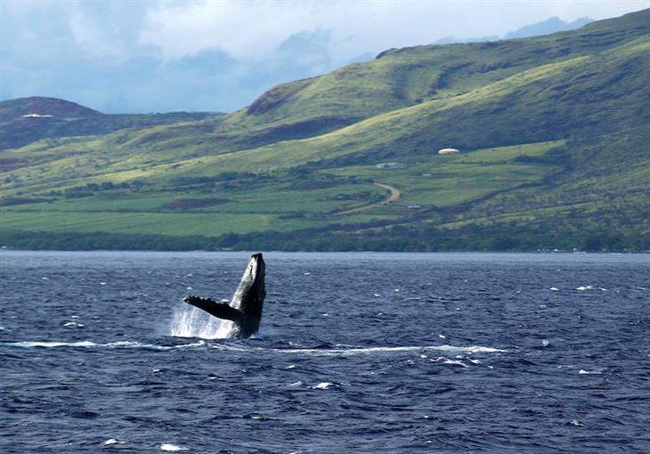 whales in Maui, Hawaii, USA