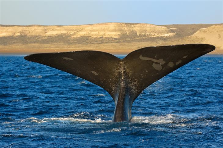 whales in Valdés Peninsula, Argentina