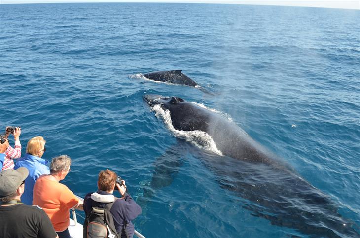 whales in Harvey Bay, Queensland, Australia