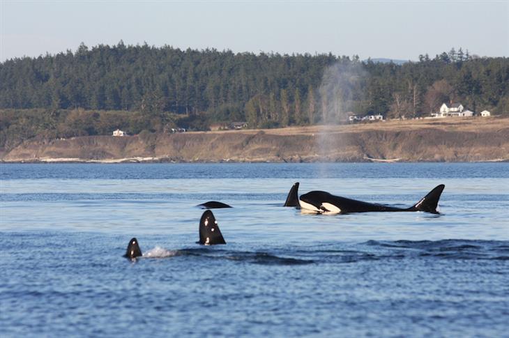 whales in San Juan Islands, Washington, USA