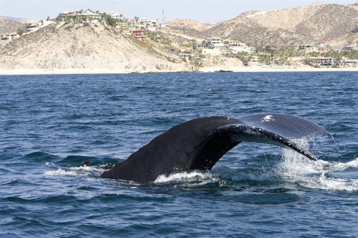 whales in Los Cabos, Mexico