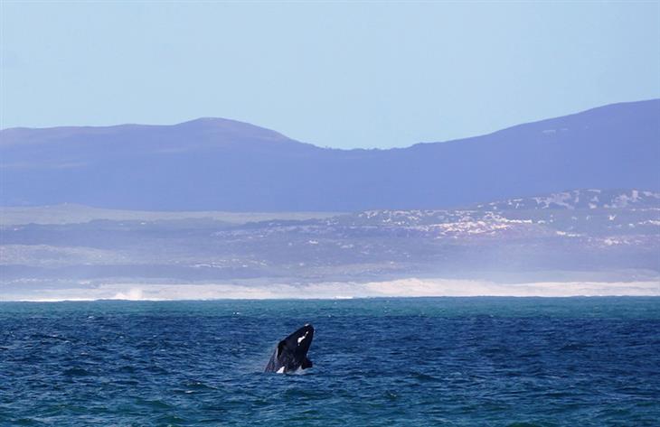 whales in Hermanus, South Africa