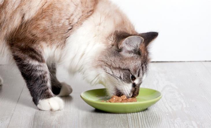 How to feed your cat