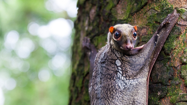Tree-Dwelling Animals, Flying Lemur