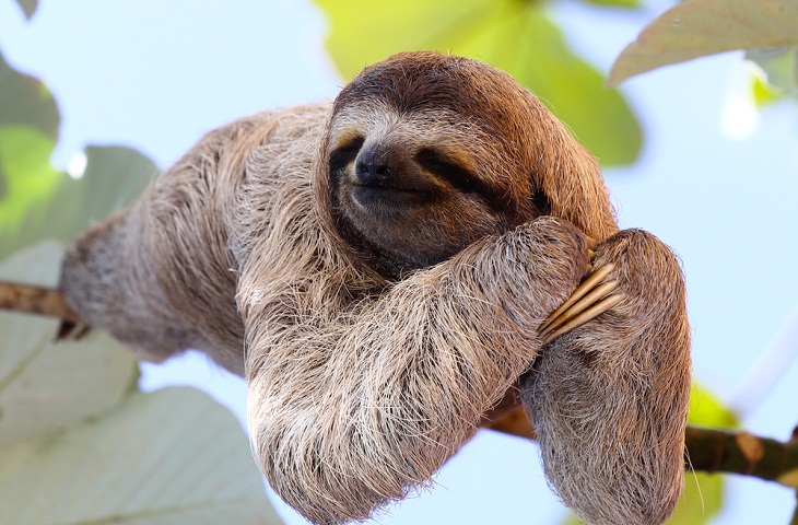 Tree-Dwelling Animals, Sloth