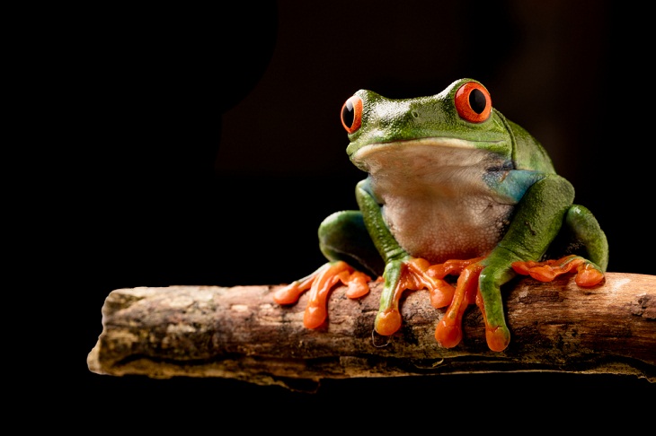 Tree-Dwelling Animals, Tree Frog