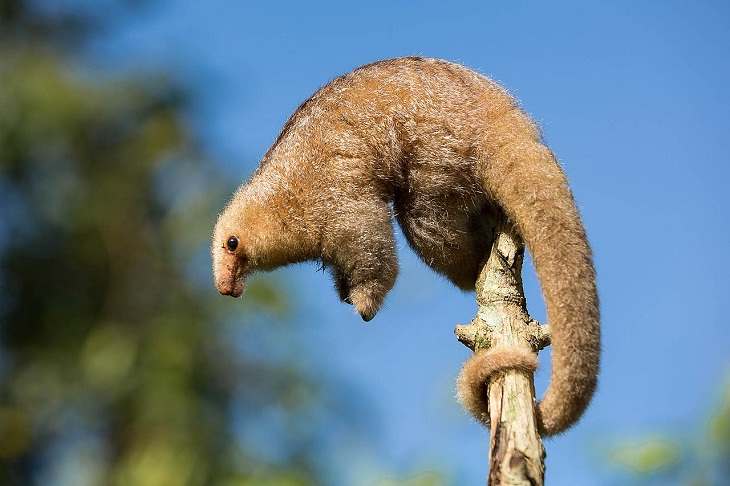 Tree-Dwelling Animals, Silky Anteater