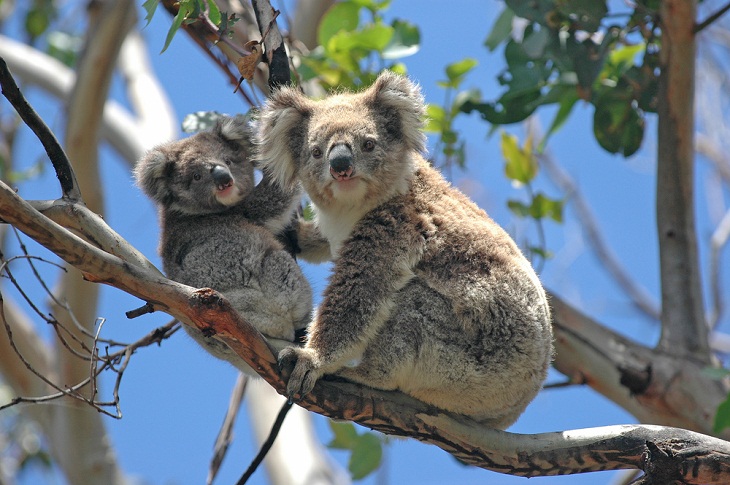 Tree-Dwelling Animals, Koala