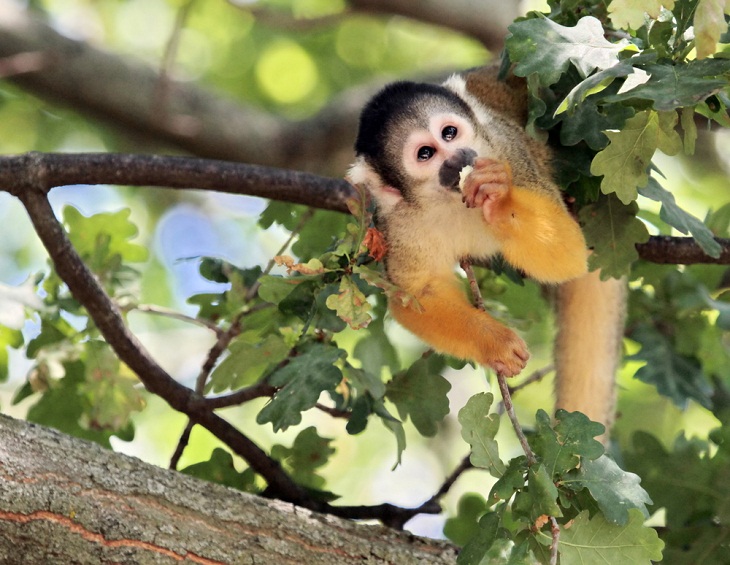 Tree-Dwelling Animals,  Squirrel Monkey