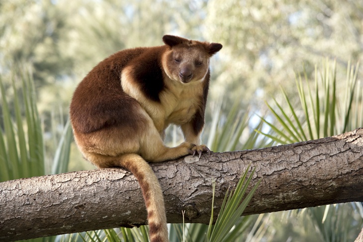 Tree-Dwelling Animals, Tree Kangaroo