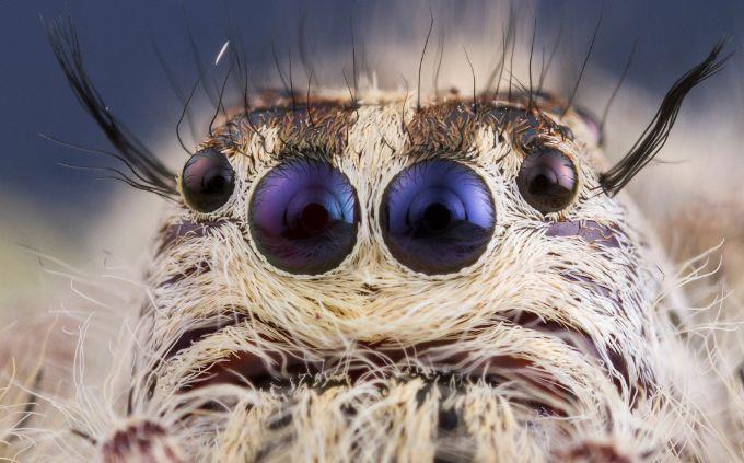 What is your level of general knowledge: close-up of a spider