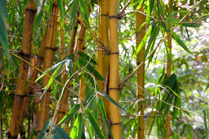 8 lições de vida do bambu