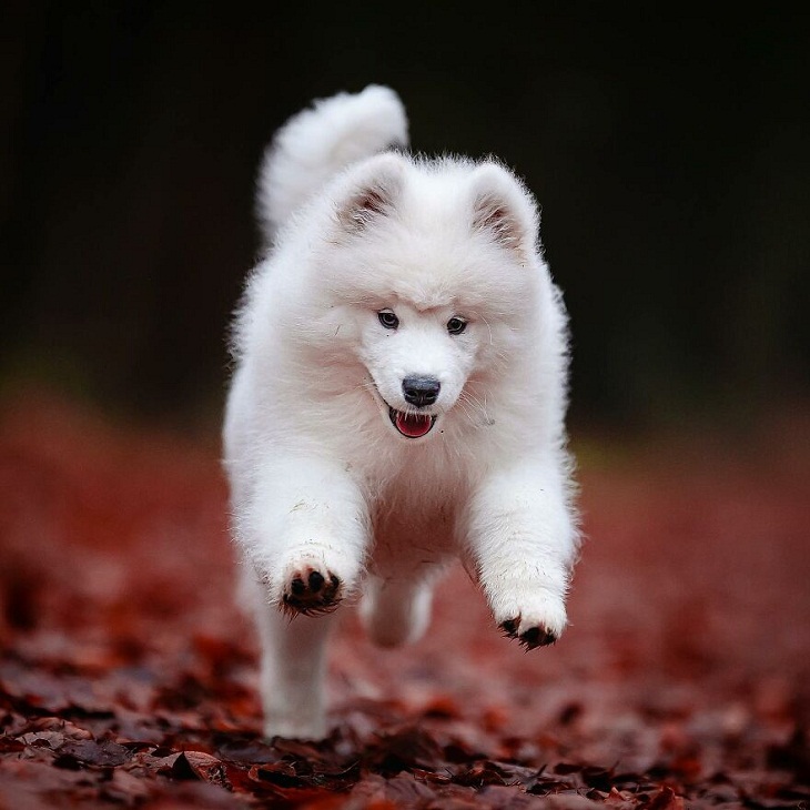 Running dog, 