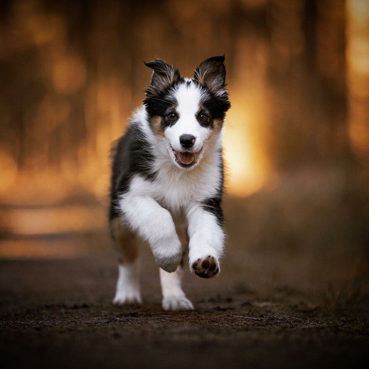 Running dog, 