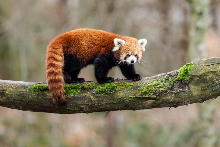 Bhutan's Wildlife, Red Panda 