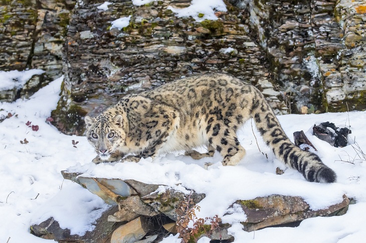 Bhutan's Wildlife, Snow Leopard