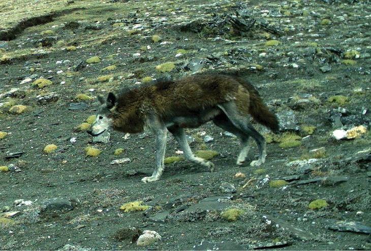 Bhutan's Wildlife, Tibetan Wolf