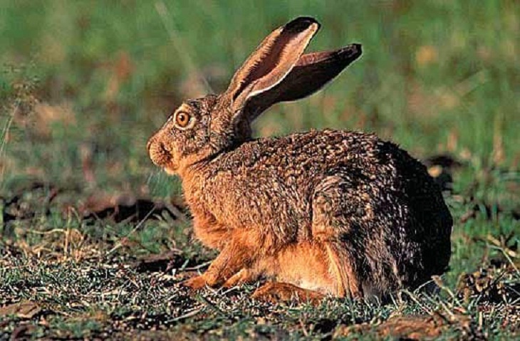 Bhutan's Wildlife, Hispid Hare