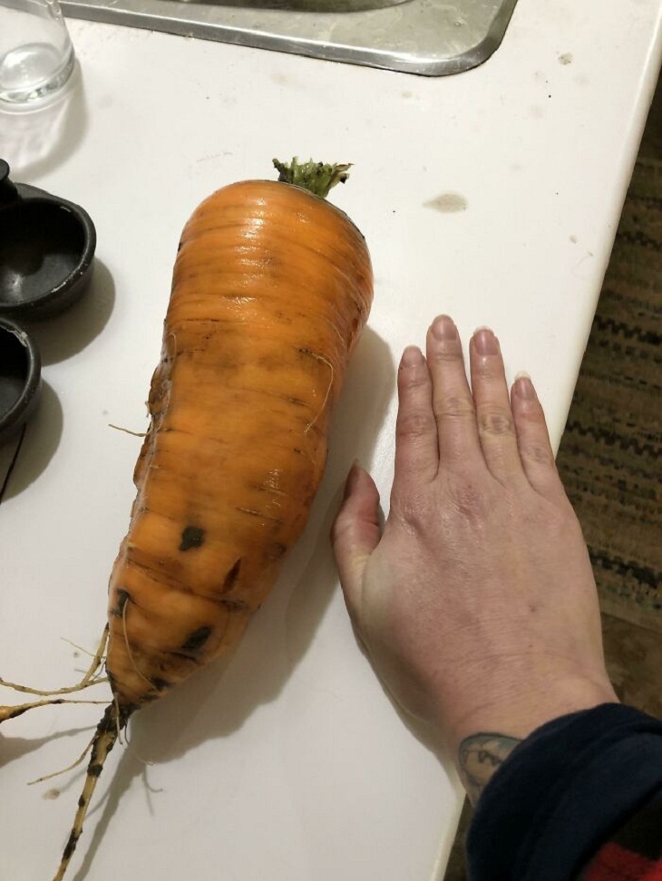 Garden Photos, carrot