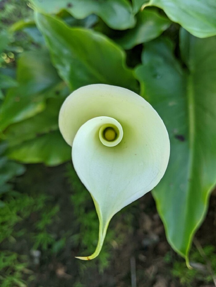 Garden Photos, calla lily