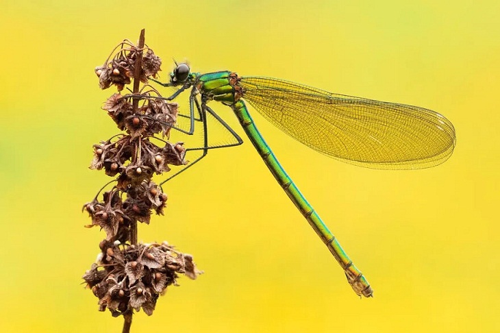 Insect Week Photography 2023, banded demoiselle