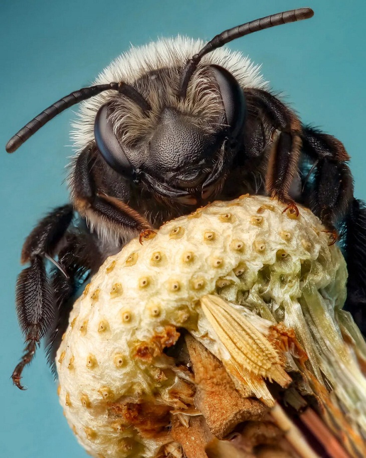 Insect Week Photography 2023,  ashy mining bee