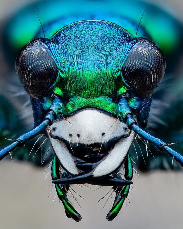 Insect Week Photography 2023, spotted tiger beetle