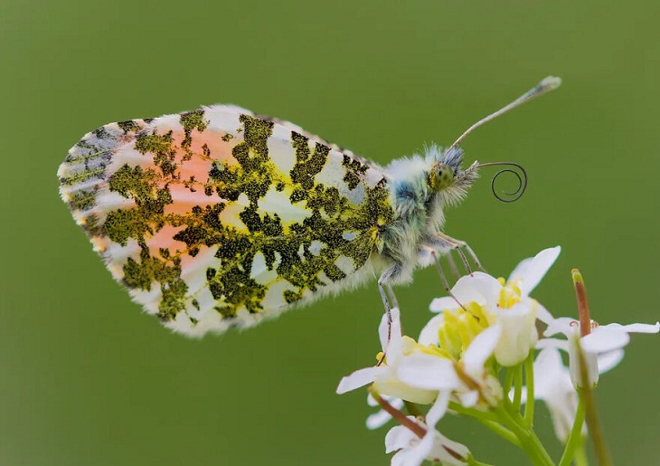 Insect Week Photography 2023, male orange tip butterfly