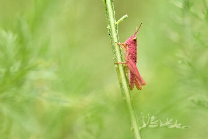 Insect Week Photography 2023, Meadow grasshopper
