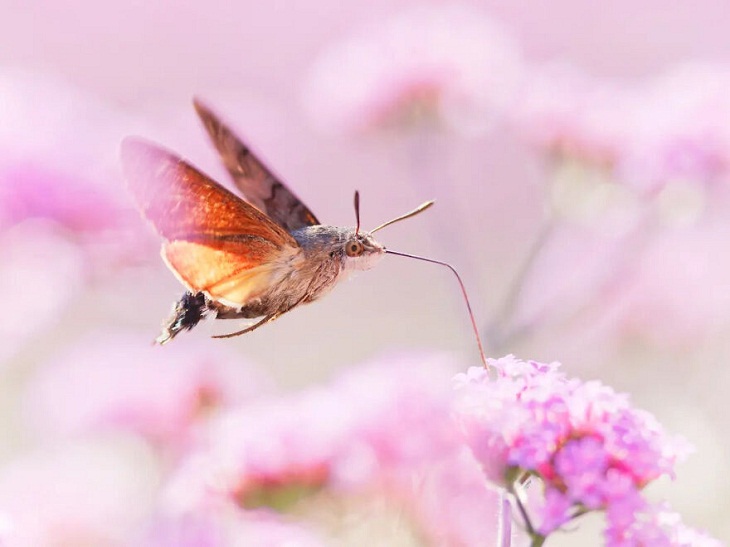 Insect Week Photography 2023, hummingbird hawk moth