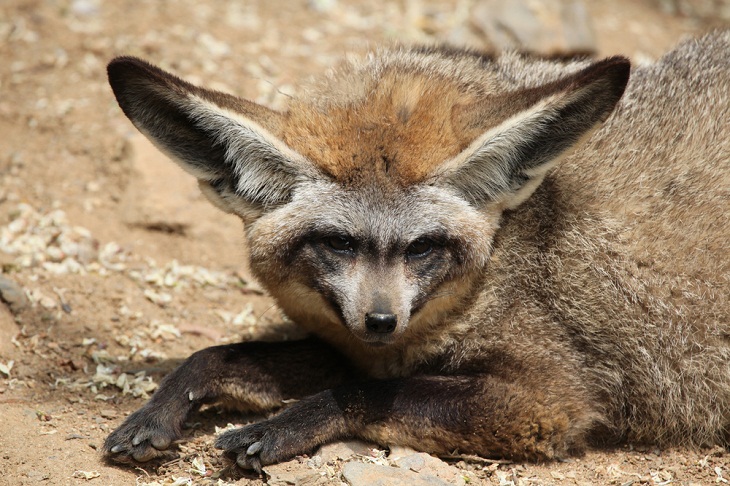 Nocturnal Animals, Bat-eared Fox