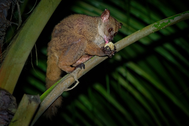 Nocturnal Animals,  Small-eared Galago