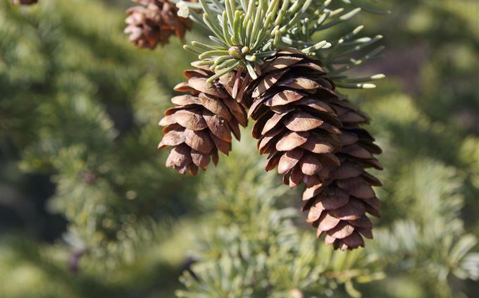Human body trivia: Pine cone