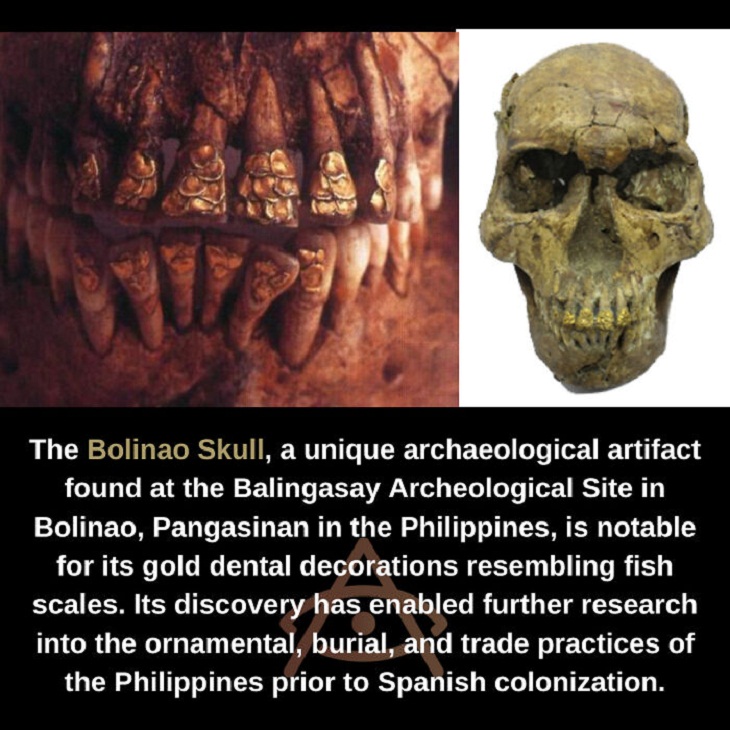 Excavations and Fascinating Finds, skull