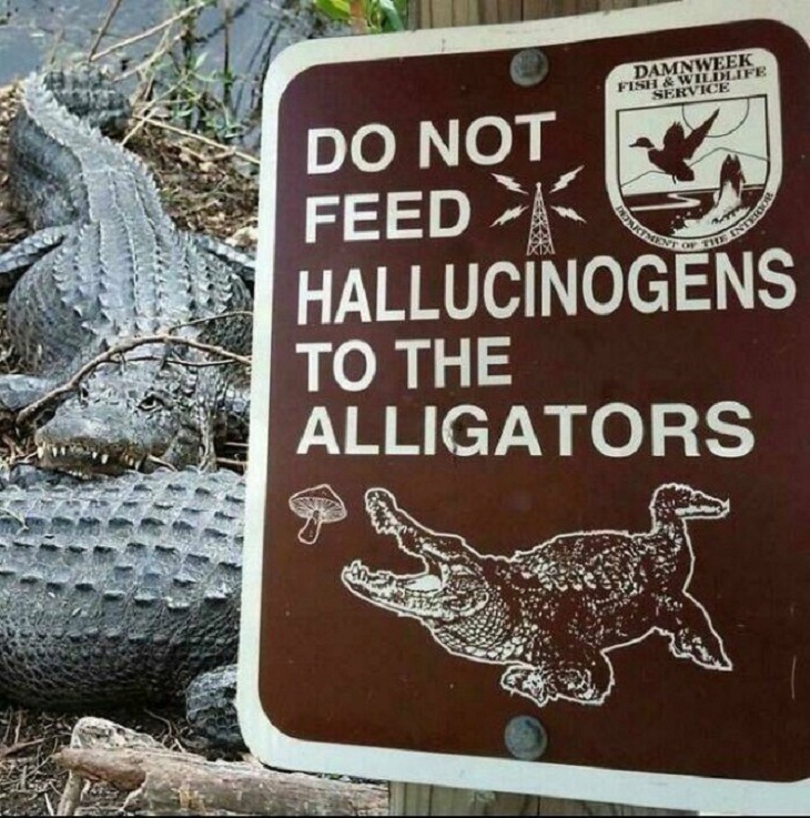 Wackiest Rules, aligators