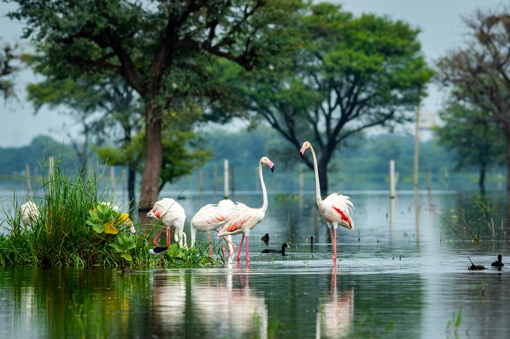 Bird Sanctuaries, Bharatpur Bird Sanctuary, India