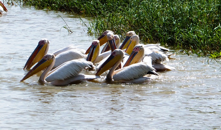 Bird Sanctuaries, Hunting white pelicans at the lake in Djoudj National Bird Sanctuary