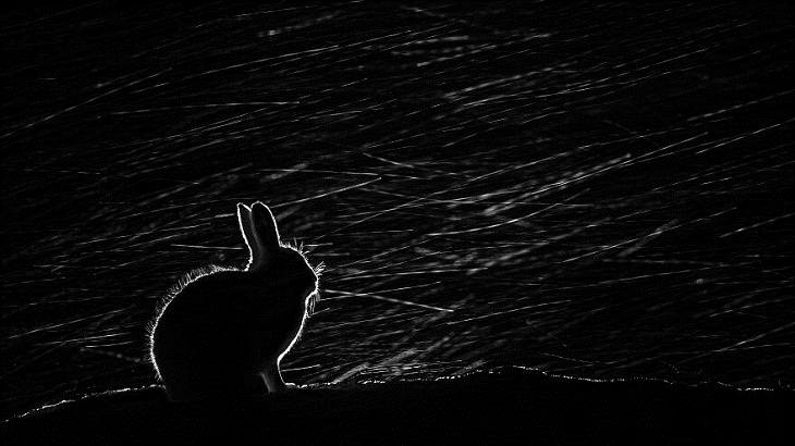 Close-Up Photographer of the Year 2022, mountain hare