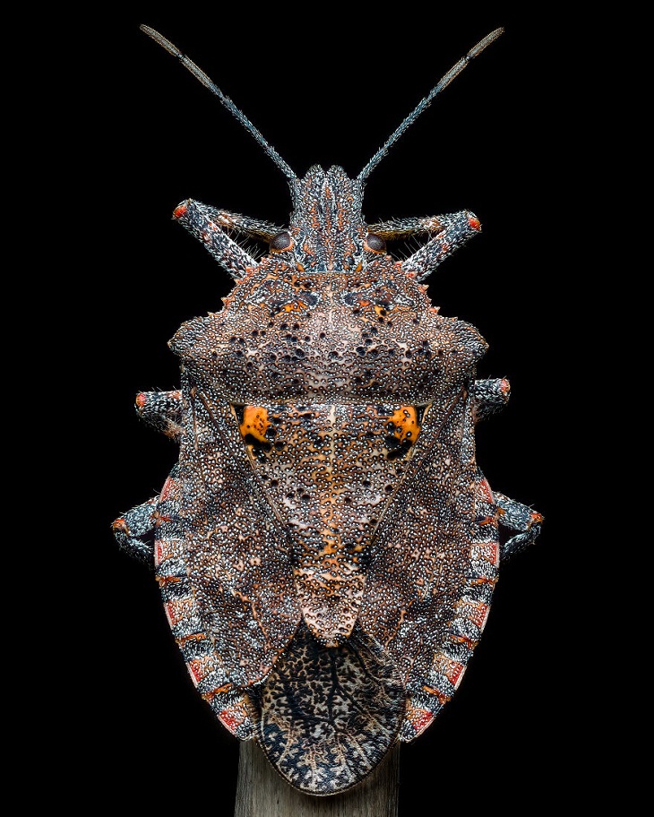 Close-Up Photographer of the Year 2022, Stink Bug