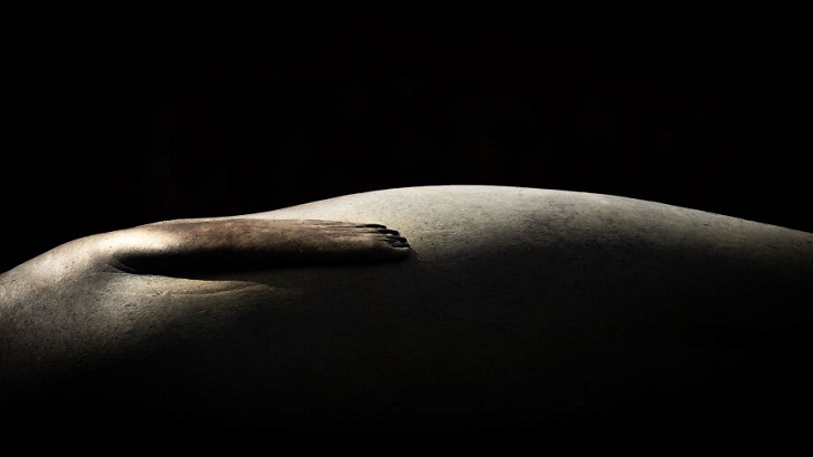 Close-Up Photographer of the Year 2022, elephant seal 