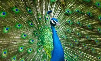 Which planet matches your personality: Peacock