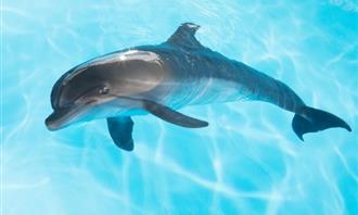 Which planet matches your personality: Dolphin