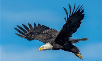 Which planet matches your personality: Eagle