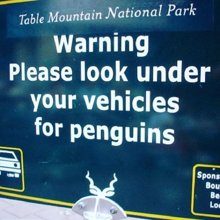 Street Signs, penguins