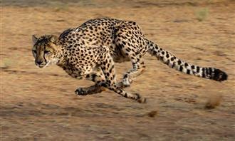Which planet matches your personality: Cheetah