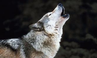 Which planet matches your personality: Wolf