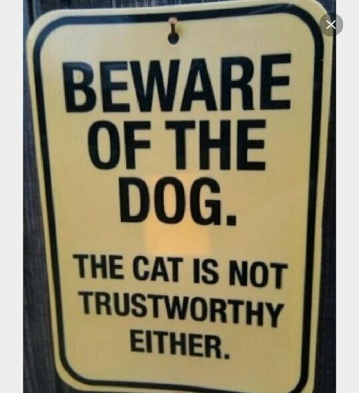 Street Signs, dog, cat
