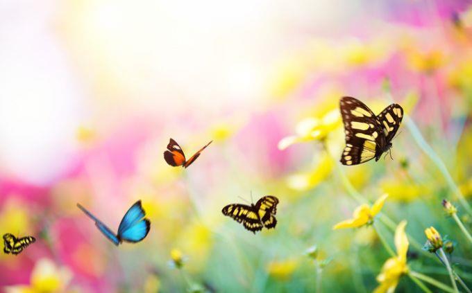 What garden is hiding in your soul: butterflies