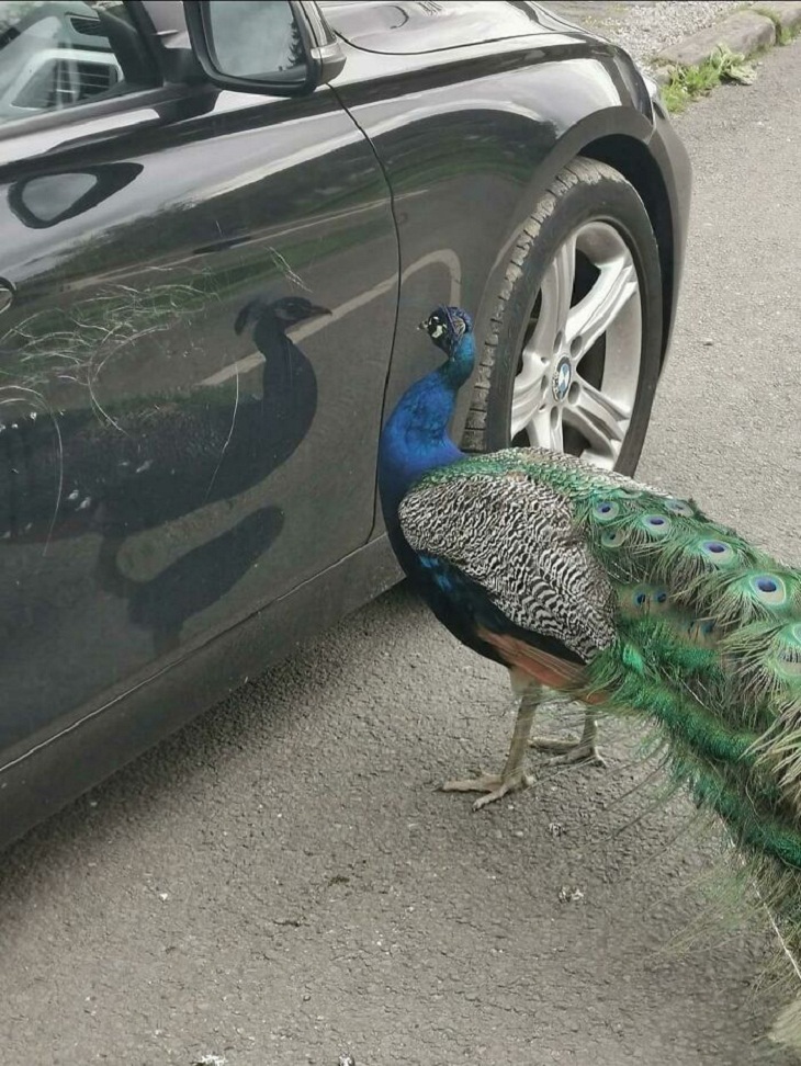 Funny birds, peacock