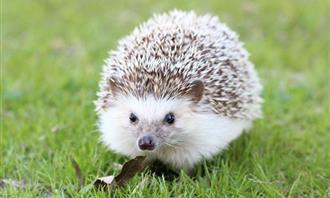 What garden is hiding in your soul: a hedgehog